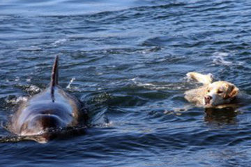 跨物種友情！海豚和金毛是麻吉　狗狗玩到游不動　海豚背牠上岸